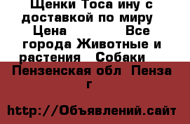 Щенки Тоса-ину с доставкой по миру › Цена ­ 68 000 - Все города Животные и растения » Собаки   . Пензенская обл.,Пенза г.